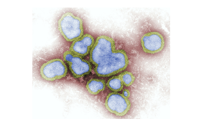 Mutaties en recombinaties van virussen om rekening mee te houden | Deel 1/4 GRIEP