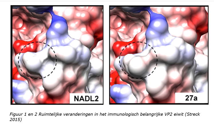 Figuur 1 en 2 Ruimtelijke veranderingen in het immunologisch belangrijke VP2 eiwit (Steck 2015)